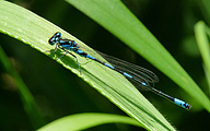 Variable Bluet (Male, Coenagrion pulchellum)